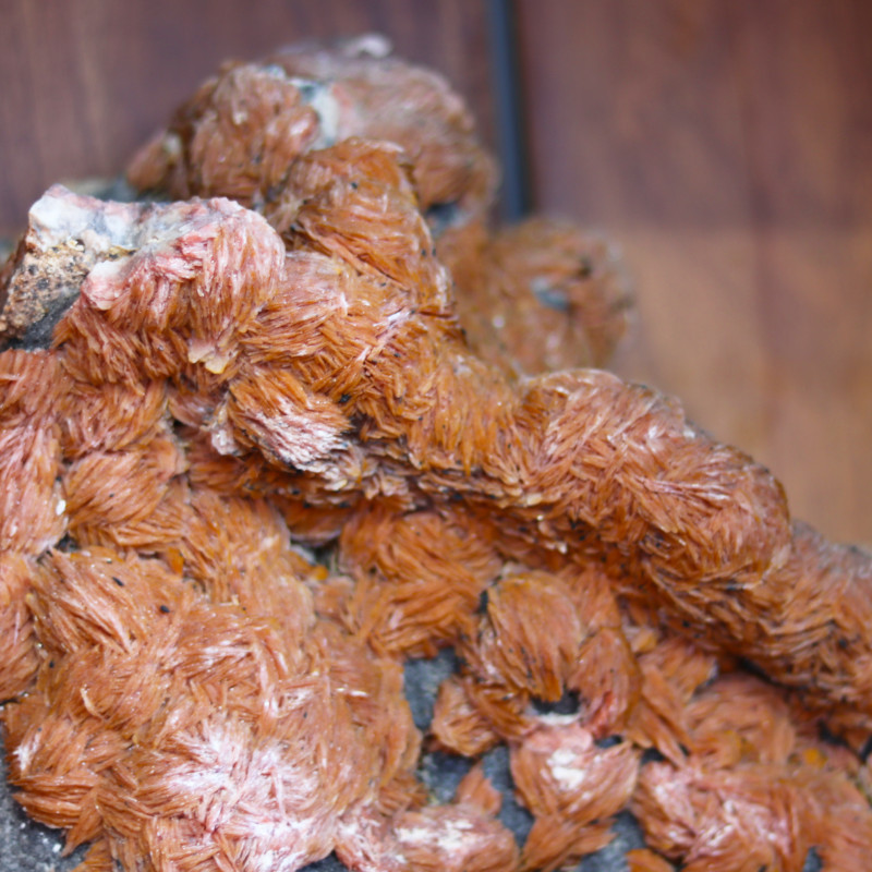 oyster shell sand